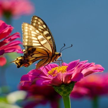 Let’s talk about Pollinators