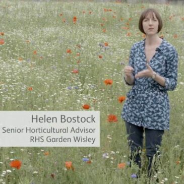 How to make a bee friendly garden