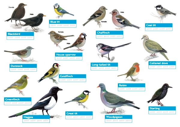 Chart of British garden birds for the big garden birdwatch