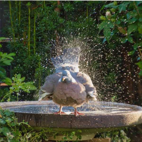 Wood pigeon in a birdbath