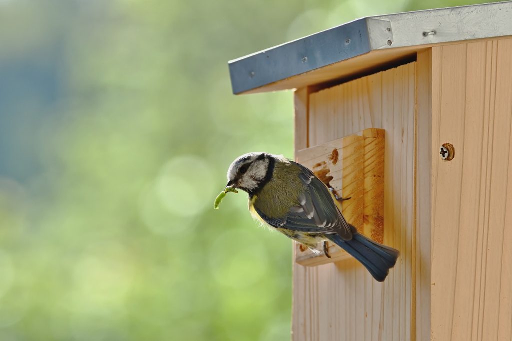 Picture of a blue tit visiting a nesting box in a private garden