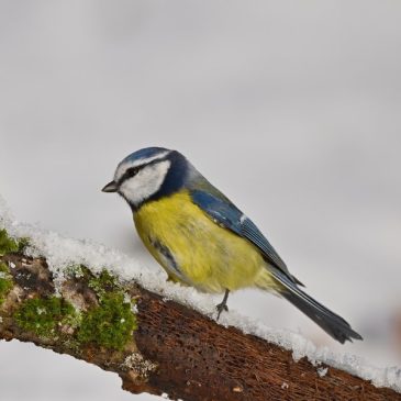 Big Garden Birdwatch
